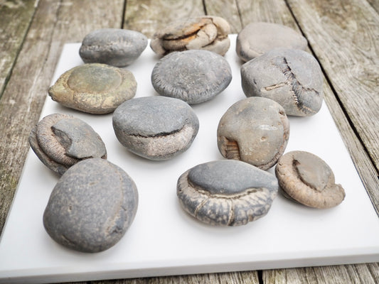 12x Small Ammonite Nodules – Yorkshire Coast Fossils | Crack Your Own | Prep Practice Kit