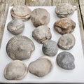 12x Small Ammonite Nodules – Yorkshire Coast Fossils | Crack Your Own | Prep Practice Kit