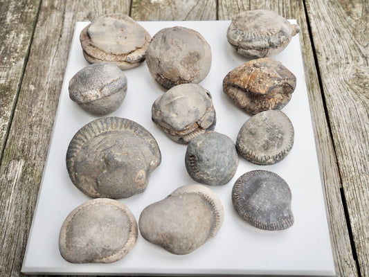 12x Small Ammonite Nodules – Yorkshire Coast Fossils | Crack Your Own | Prep Practice Kit