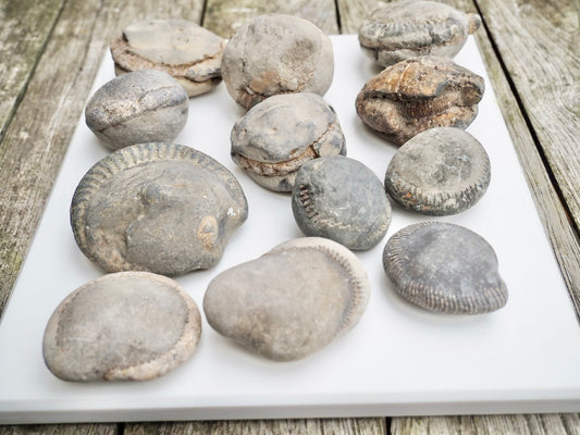 12x Small Ammonite Nodules – Yorkshire Coast Fossils | Crack Your Own | Prep Practice Kit