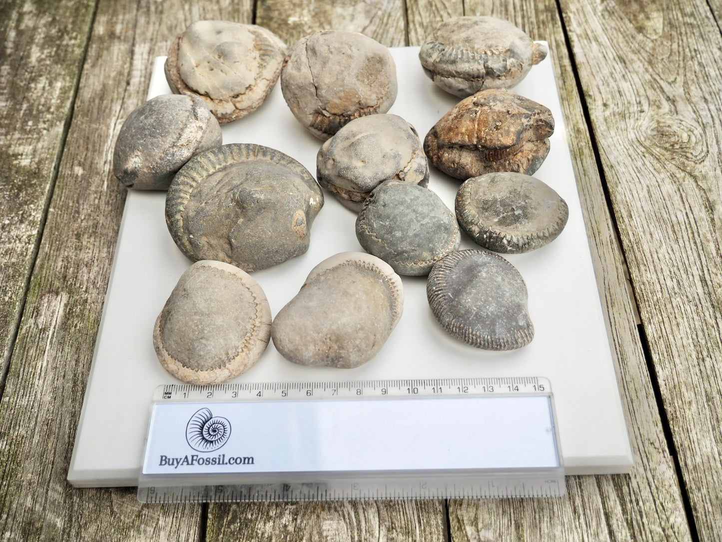 12x Small Ammonite Nodules – Yorkshire Coast Fossils | Crack Your Own | Prep Practice Kit