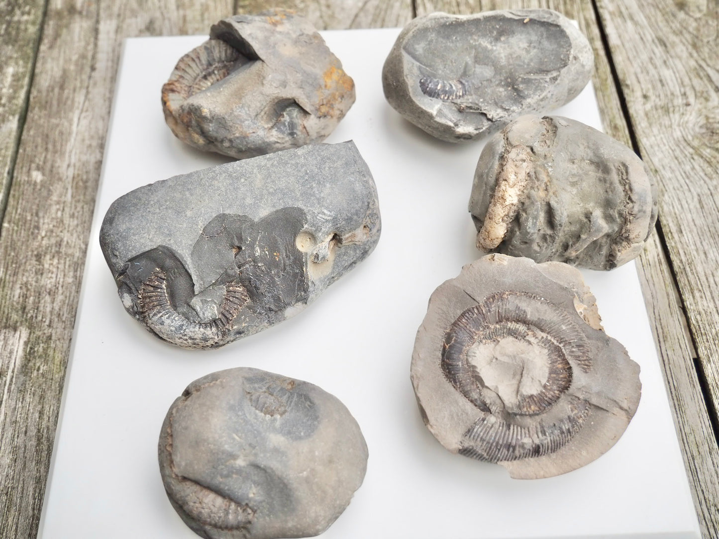 Prep Your Own Fossils – Unprepared Whitby Fossil Box – Yorkshire Coast Jurassic Fossils