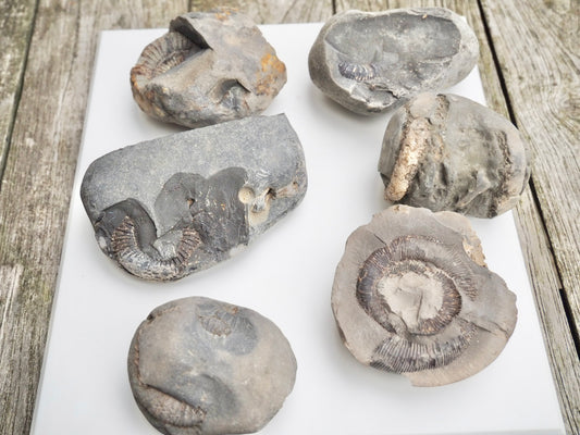 Prep Your Own Fossils – Unprepared Whitby Fossil Box – Yorkshire Coast Jurassic Fossils