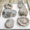 Prep Your Own Fossils – Unprepared Whitby Fossil Box – Yorkshire Coast Jurassic Fossils