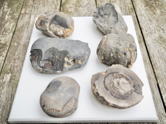 Prep Your Own Fossils – Unprepared Whitby Fossil Box – Yorkshire Coast Jurassic Fossils