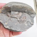 Whitby Ammonite Nodule – Unprepared Jurassic Fossil – Yorkshire Coast