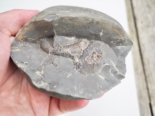 Whitby Ammonite Nodule – Unprepared Jurassic Fossil – Yorkshire Coast