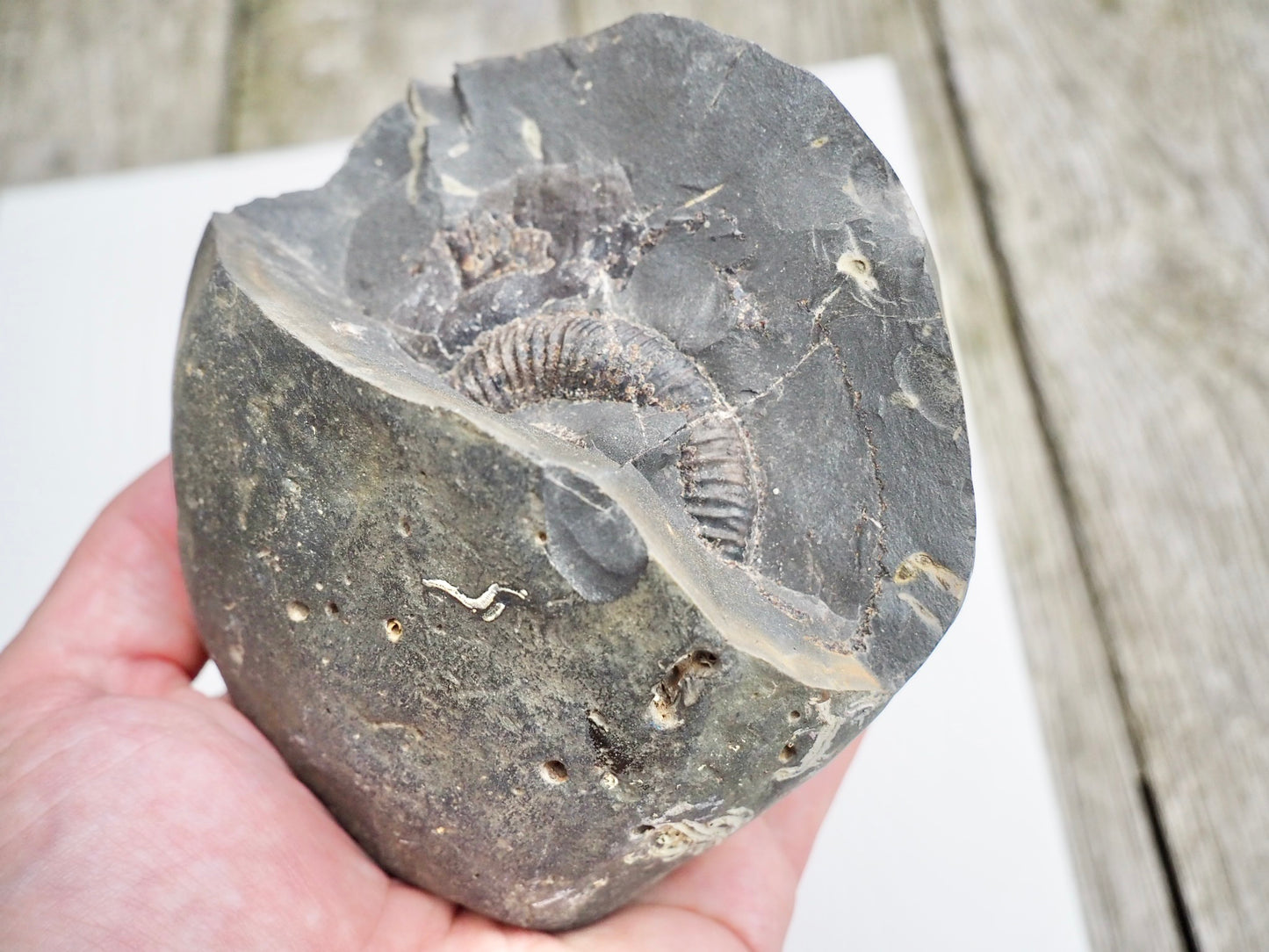 Whitby Ammonite Nodule – Unprepared Jurassic Fossil – Yorkshire Coast