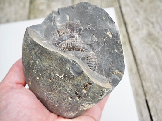 Whitby Ammonite Nodule – Unprepared Jurassic Fossil – Yorkshire Coast