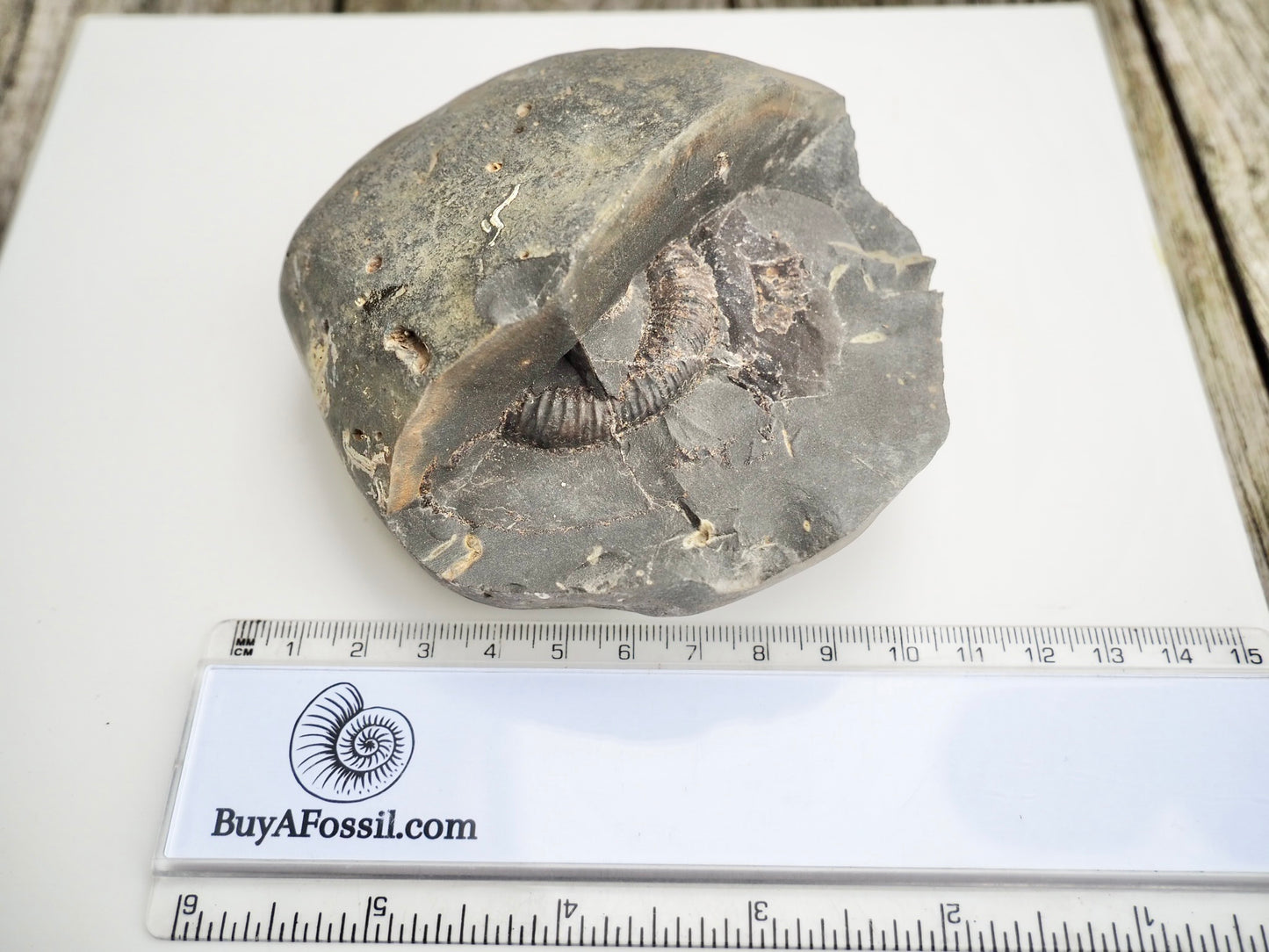 Whitby Ammonite Nodule – Unprepared Jurassic Fossil – Yorkshire Coast