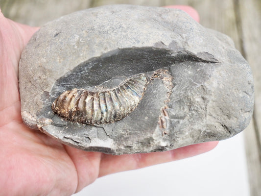 Whitby Ammonite Nodule – Unprepared Jurassic Fossil – Yorkshire Coast