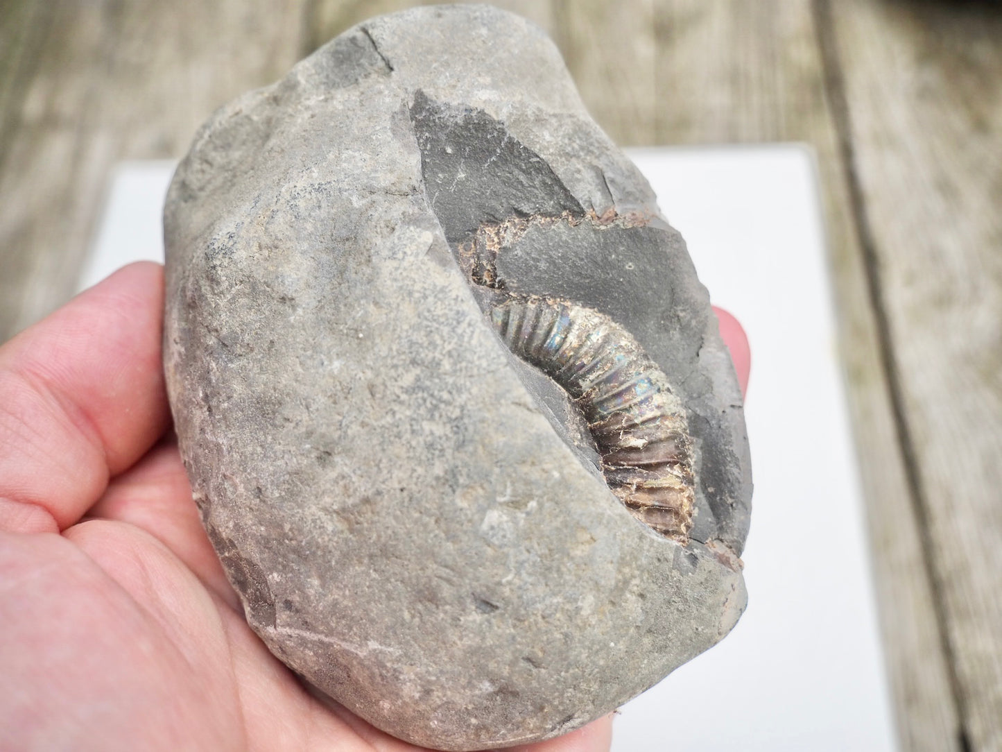 Whitby Ammonite Nodule – Unprepared Jurassic Fossil – Yorkshire Coast