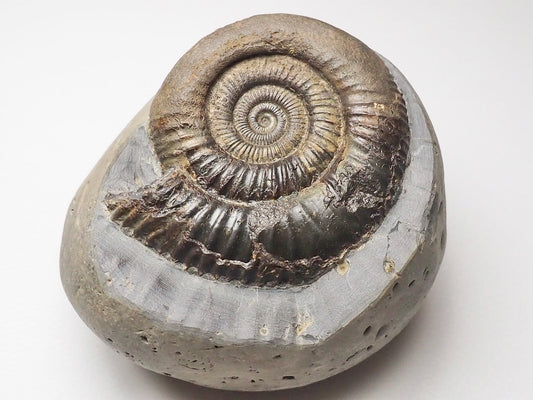 Dactylioceras Ammonite Fossil Whitby