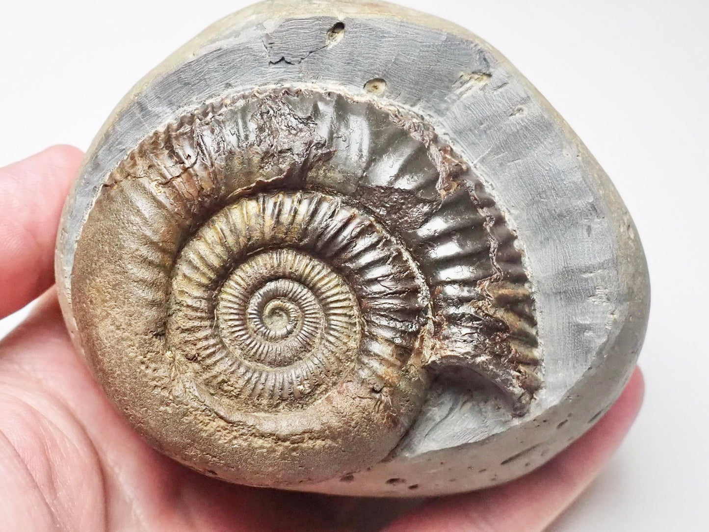 Dactylioceras Ammonite Fossil Whitby