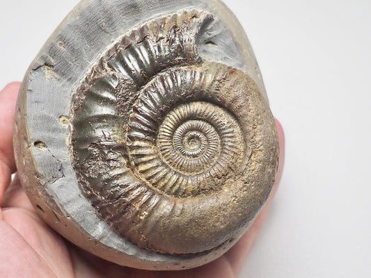 Dactylioceras Ammonite Fossil Whitby