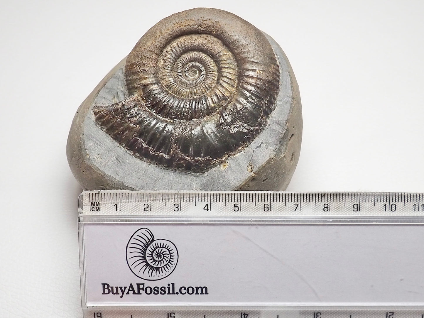 Dactylioceras Ammonite Fossil Whitby