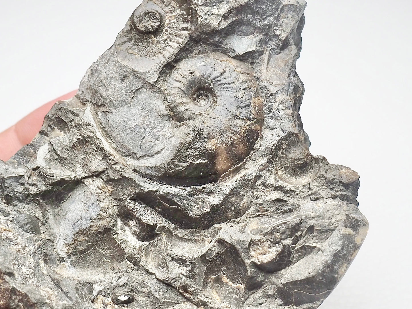 Ammonite Multiblock