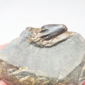 Ichthyosaur Tooth