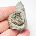 Gagaticeras Gagateum