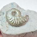 Pseudolioceras Ammonite Fossil – Whitby Yorkshire Coast – Jurassic
