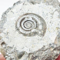 Arnioceras Ammonite Fossil for Sale – Whitby Yorkshire Coast Jurassic