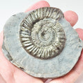 Peronoceras