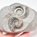 Grammoceras Triple Ammonite Fossil – Whitby Yorkshire Coast – Jurassic