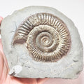 Dactylioceras With CutBase Ammonite Fossil – Whitby Yorkshire Coast – Jurassic