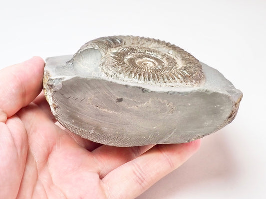 Dactylioceras With CutBase