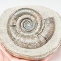 Dactylioceras Tenuicostatum Ammonite Fossil – Whitby Yorkshire Coast – Jurassic