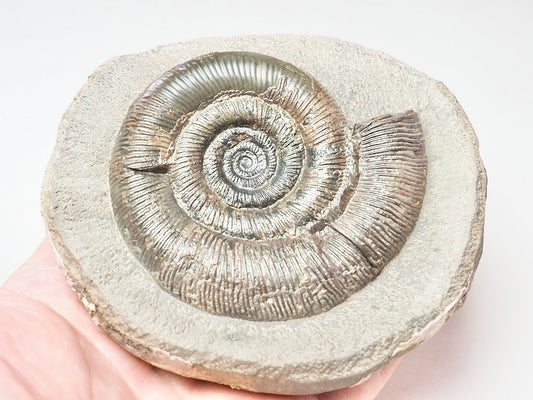 Dactylioceras Tenuicostatum