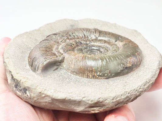 Dactylioceras Tenuicostatum