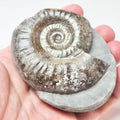 Grammoceras Ammonite – Whitby Jurassic Fossil – Yorkshire Coast