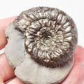 Peronoceras Ammonite Fossil – Whitby Yorkshire Coast – Jurassic
