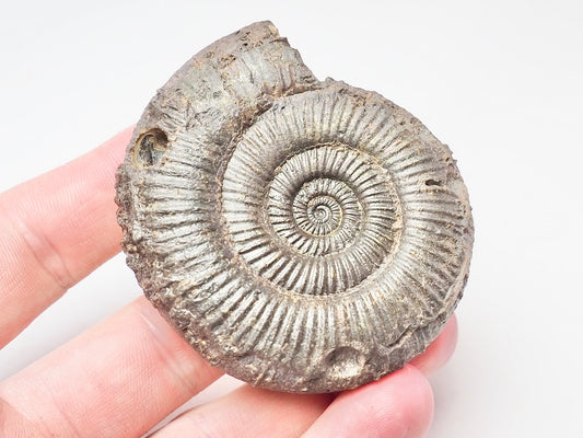 Dactylioceras Semicelatum
