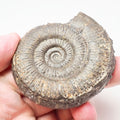 Dactylioceras Semicelatum