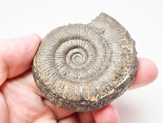 Dactylioceras Semicelatum