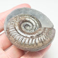 Hildoceras Ammonite Fossil – Whitby Yorkshire Coast – Jurassic