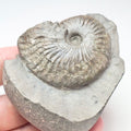 Pseudolioceras Ammonite Fossil – Whitby Yorkshire Coast – Jurassic