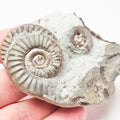 Arnioceras Ammonite – Whitby Jurassic Fossil – Yorkshire Coast