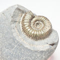 Catacoeloceras Ammonite Fossil – Whitby Yorkshire Coast – Jurassic