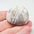 Fossil Sea Urchin, Yorkshire Coast