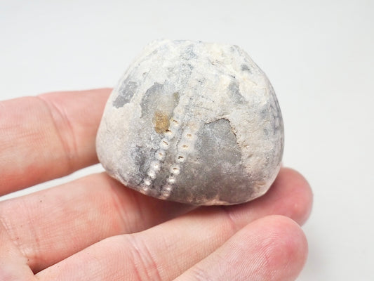 Fossil Sea Urchin, Yorkshire Coast
