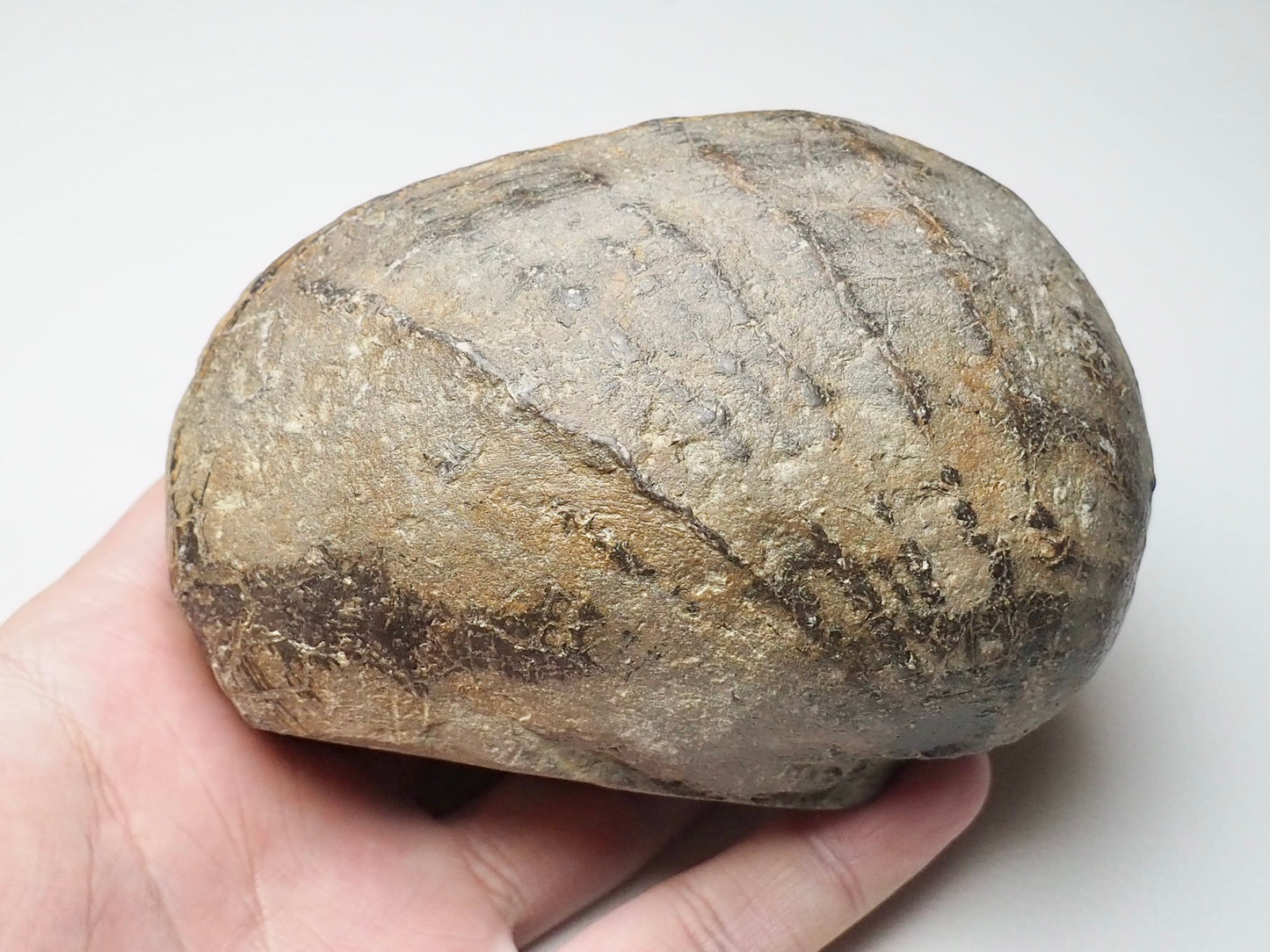 Large Bivalve Shell