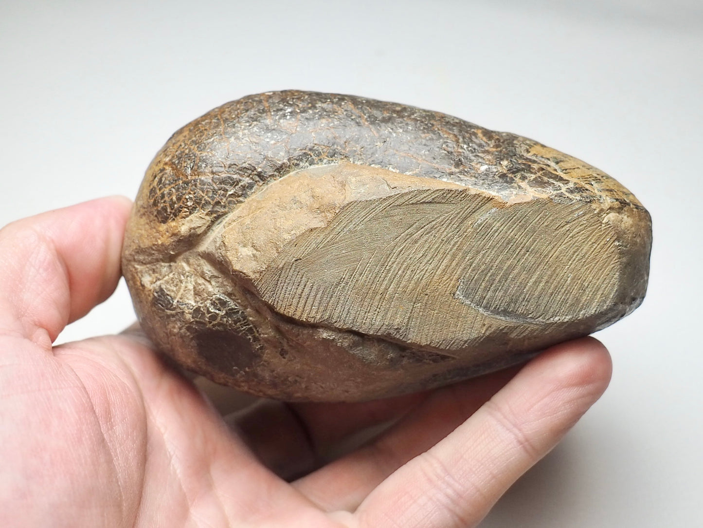 Large Bivalve Shell