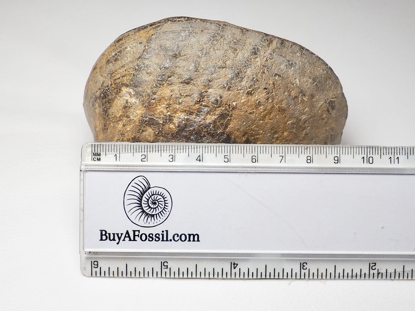 Large Bivalve Shell