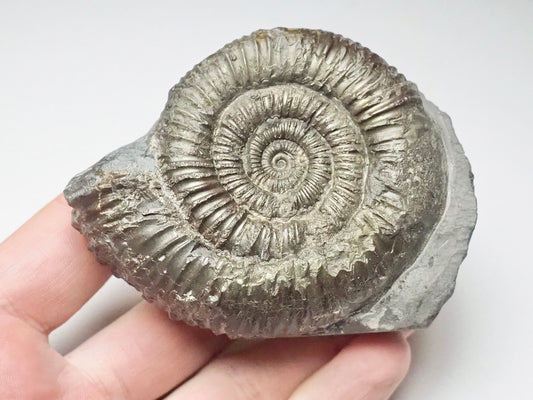 Dactylioceras Ammonite Fossil