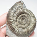 Whitby Dactylioceras Ammonite Fossil – Yorkshire Coast Jurassic
