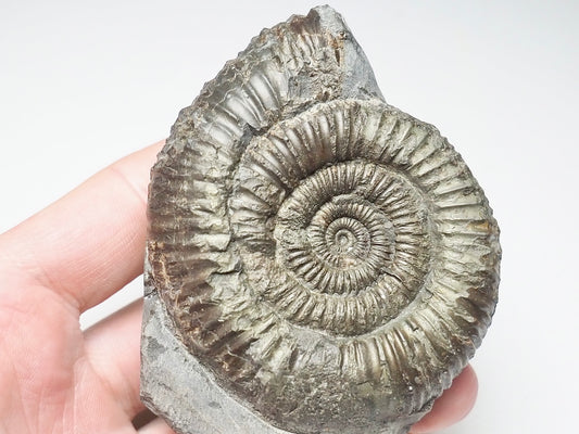 Dactylioceras Ammonite Fossil