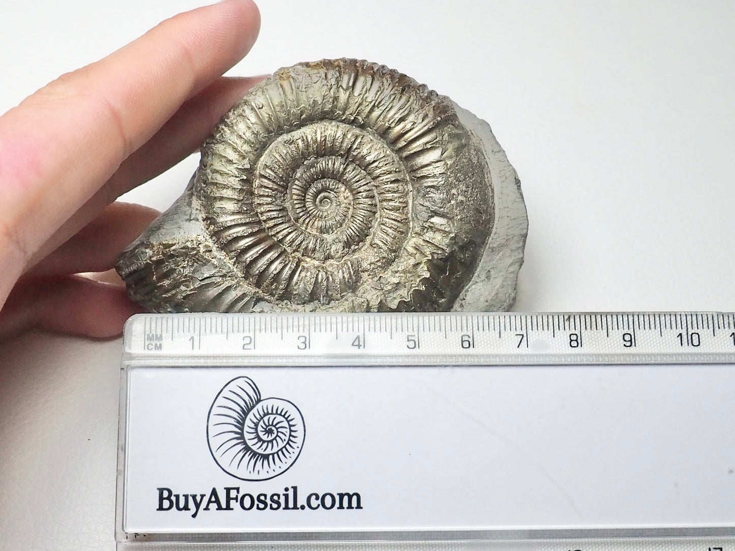 Dactylioceras Ammonite Fossil